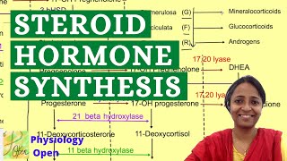 Steroid hormone synthesis pathway | Adrenal gland hormones | Endocrine system lecture mbbs 1st year