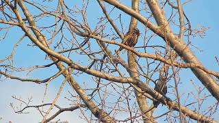 Starlings by Bird documentaries 607 views 1 month ago 1 minute, 25 seconds