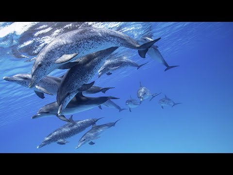 Dolphin Tales 1-2017 - Atlantic Spotted Dolphins of Bimini