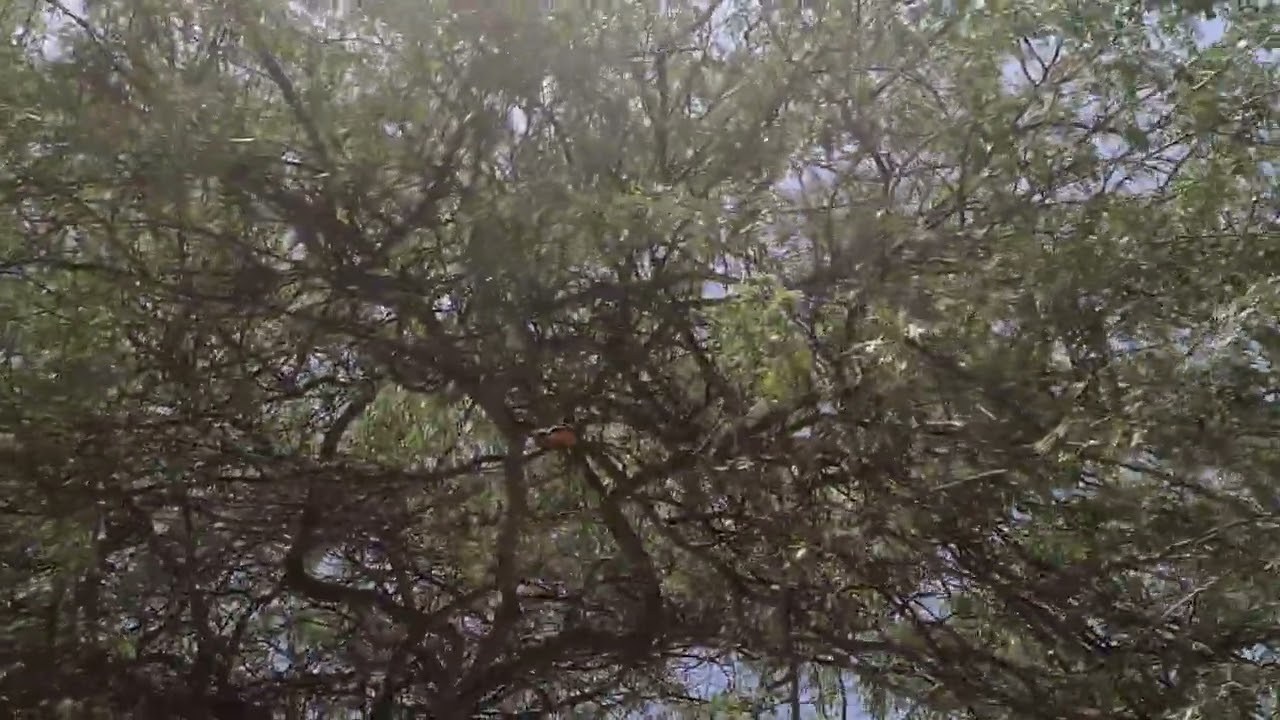 ⁣ARUBA . ISLAND BIRD BEAUTIFUL. ПТИЧКА КРАСАВИЦА НА ОСТРОВЕ  АРУБА. АПРЕЛЬ 2022.