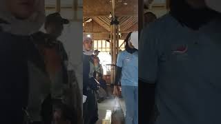 Orgen Tunggal shorts 3