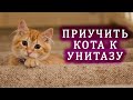 Как приучить кота к унитазу с помощью лотка для приучения кошек к унитазу