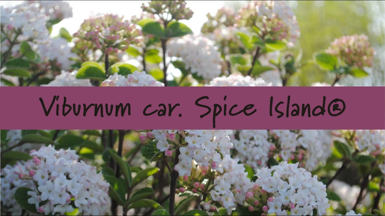 Viburnum carlesii Spice Island® at Prides Corner Farms YouTube