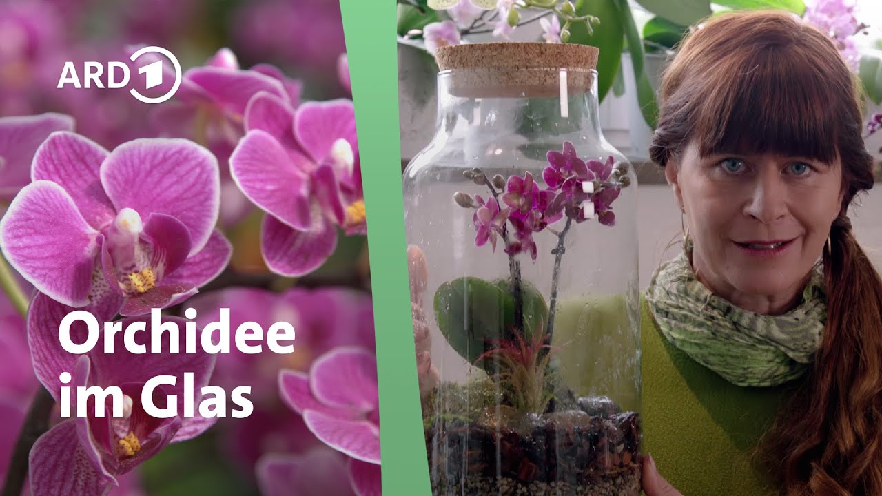 Pflegetipps fr Phalaenopsis: So gelingt das OrchideenglasQuerbeet