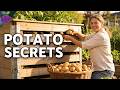 The Amish Potato Secret That Grows 100 LBS In 4 Sq Ft Vertical Tower Method 