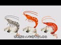 ヒト揉め~エビの復讐編~