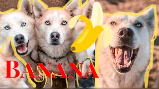 BUT Is It Husky Approved | Ep 10: 'Banana' by The Husky Family 5,427 views 4 years ago 8 minutes, 59 seconds