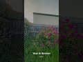 My backyard in the spring