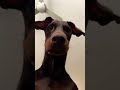 Cutest baby🥺 #puppy #cutepuppy #dogmom #pets #dog #puppydog #youtubeshorts #cute #shortvideo #trend