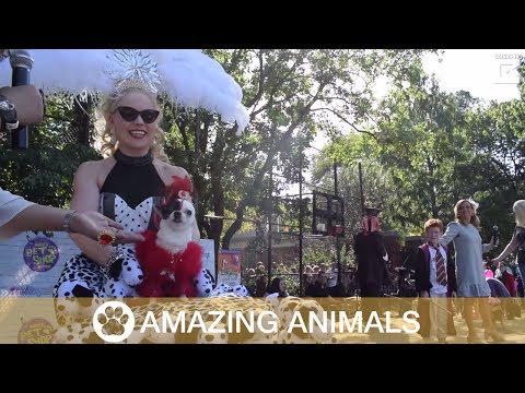 Video Halloween Dog Parade in NYC