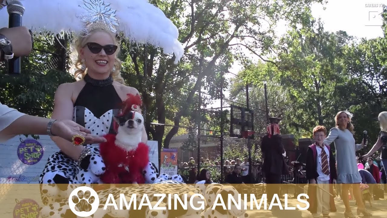 Halloween Dog Parade in NYC