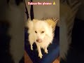 Morning vibes #viralshort #petlovers #subscribemychannel