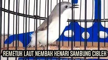 Remetuk Laut Isian Kenari Sambung Ciblek | Kicau hiburanku