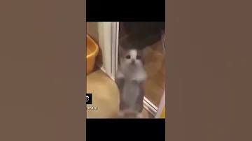 شمامي 