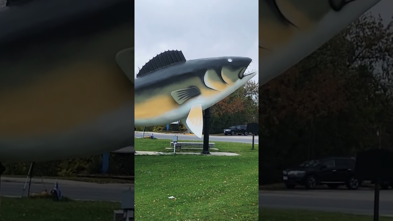 Walleye Statue The walley world  capital Baudette MN