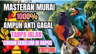Paket Komplit Masteran Murai Batu Siang & Malam – Suara Tembakan Kasar & Cepat”
