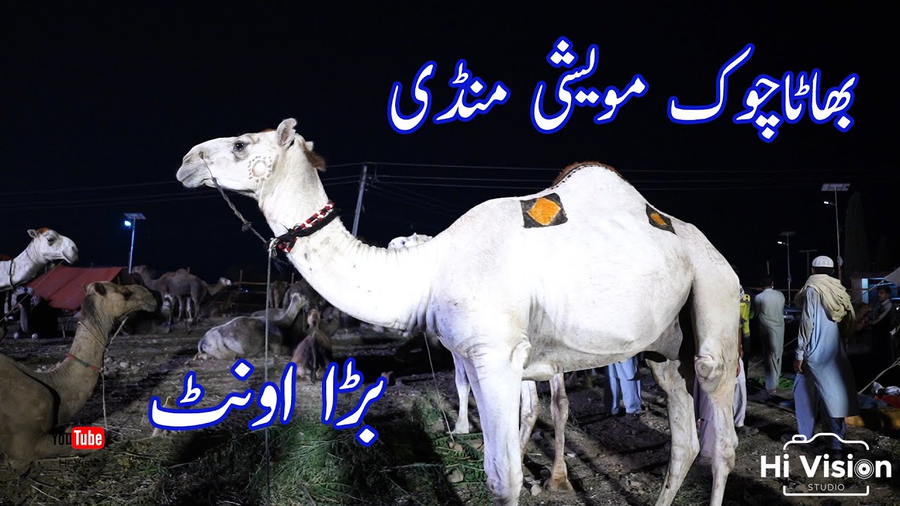 Camel Mandi 2023 : Bhatta Chowk Mandi Latest Update 2023:Mandi ka sab sa bara Camel😱