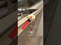道路に捨てられた子犬 Bống Mít TiVi