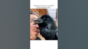 Funny Raven Gets VERY CHATTY with Pet Parent!