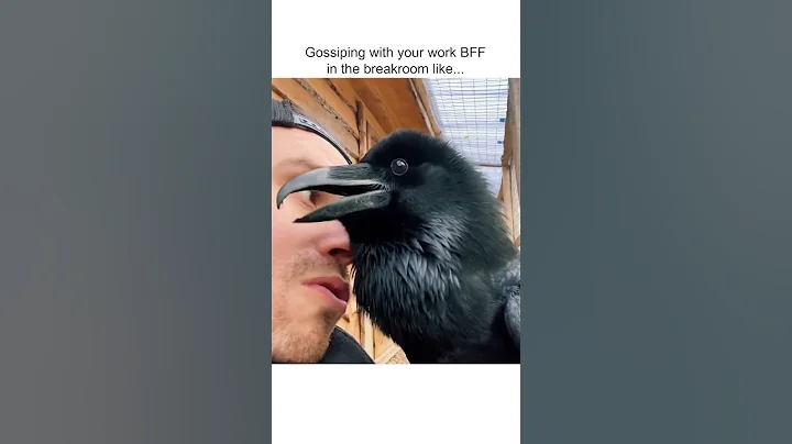 Funny Raven Gets VERY CHATTY with Pet Parent! - DayDayNews