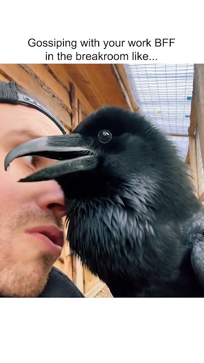 Funny Raven Gets VERY CHATTY with Pet Parent!