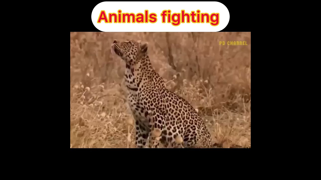 Best animals fighting video