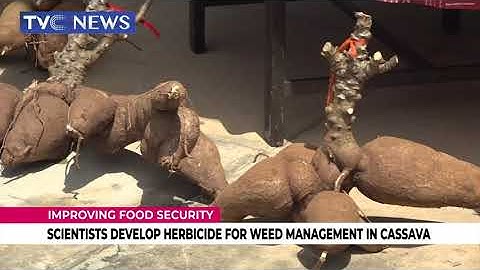 Scientists Develop Herbicide For Weed Management In Cassava