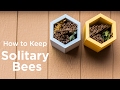How to Keep Solitary Bees