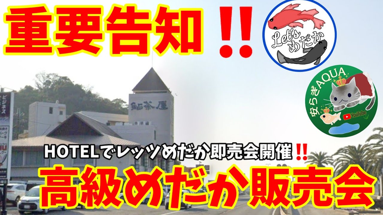 緊急告知‼️HOTELでメダカ販売会を開催【関西/レッツめだか即売会