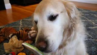 ASMR 8 Hours - Golden Retriever Dog Licking Orapup Tongue Cleaner Brush - LOOPED