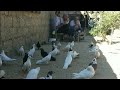 Göyərcin.Голуби.Pigeons.BAKU 2020.