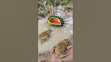 Survival Skills: SIMPLE Tips with Frog Trap #outdoors #survivals #bushcraft
