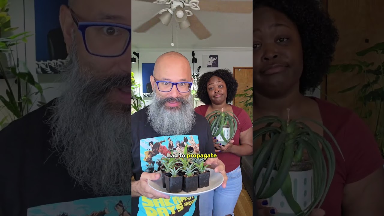 Pineapple plant update: the plant that keeps giving