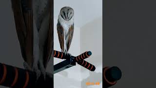 How Burn Owl entered the House.
