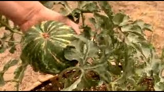 How Randy Sacrificed His First Watermelon Remastered