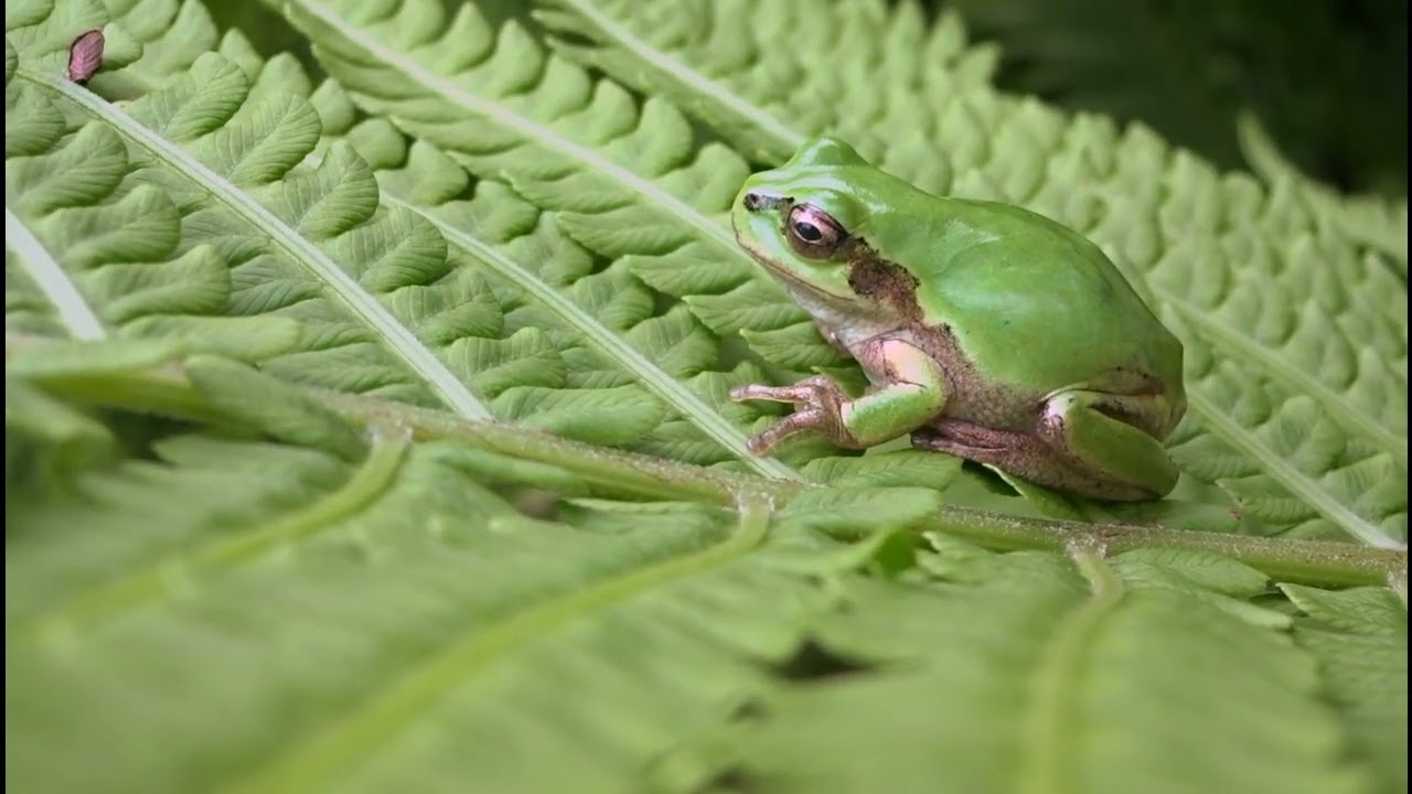 The Art of Camouflage: Gray Tree Frog's Incredible Disguise
