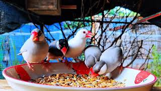 Java Sparrows Group Morning Feast in Enamel Bowl! 🌾🍓