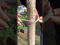 Clothesline knots can be tied like this