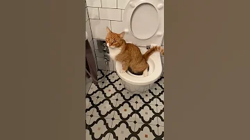 قطة تقضي حاجتها في الحمام 