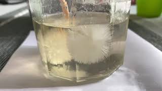 Instant crystals of Sodium Acetate | instant hot ice