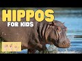 Hippo Behavior and Ecology