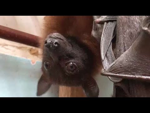 Видео: Чего не видит зритель. Закулисье зоопарка. Moscow Zoo