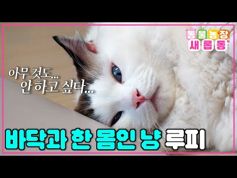 [#새롭동물농장] 내가 바닥? 바닥이 나? 아무튼 바닥이 되…🫠 우주 최강 게으름쟁이 루피의 위대한 결심👍 / EP.1198 #TV동물농장 #AnimalFarm #SBSstory