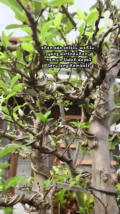 STORY WA MERDU|#storywa30detik|#fyp