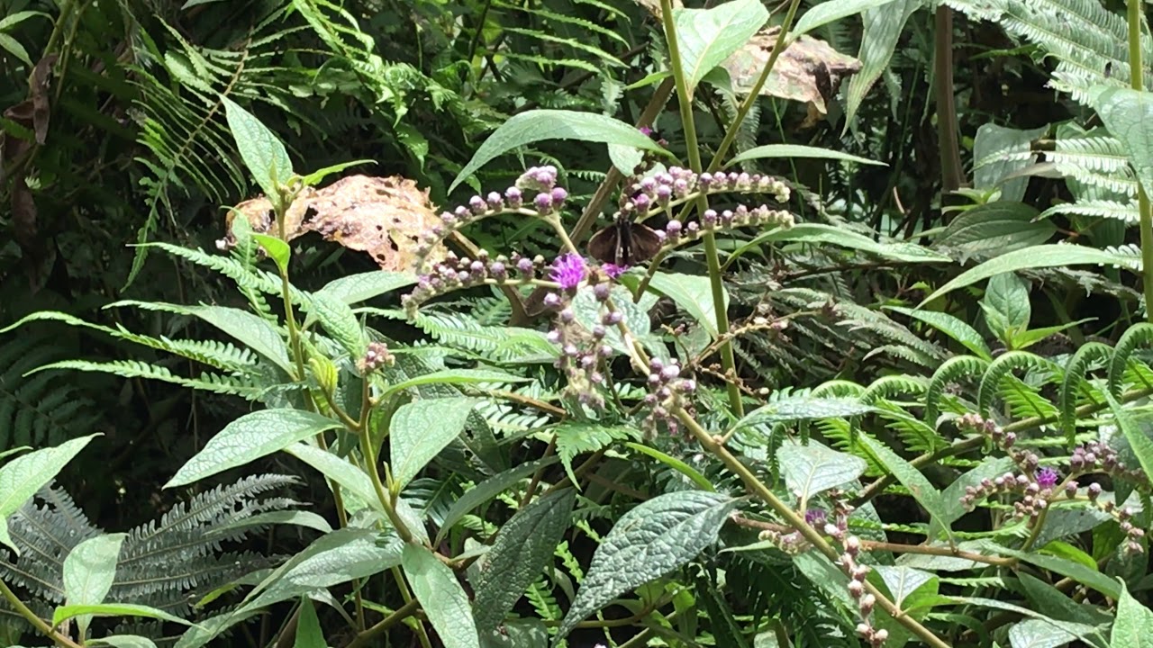 デコラセセリParphorus decora 2019/10/20 Manu Road 1950m, Butterfly of Peru ...