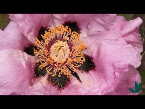 Vidéo: Des Variétés De Pivoines Incroyablement Belles