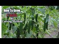 How To Grow Chilli Plant From Cuttings Method / Grow chilli plant from cutting step by step