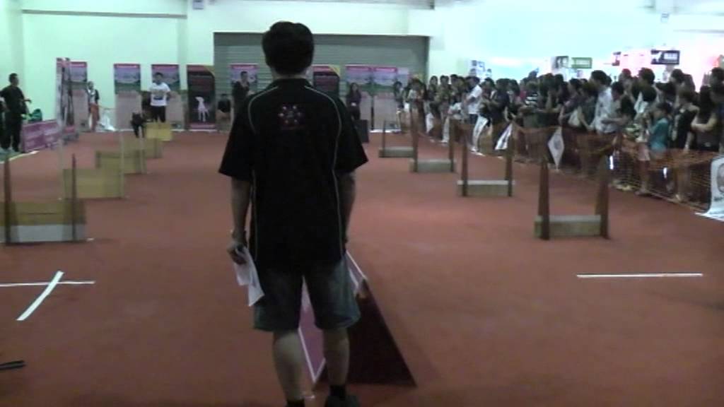 PetnYou 1st Flyball Competition - Singles Final