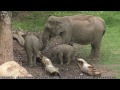 Elephant Behaviour From Close Part 1.