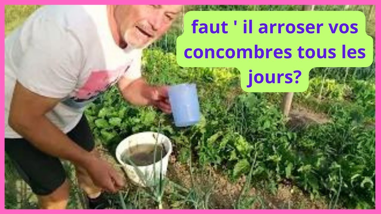 Faut-il arroser les concombres tous les jours ? - YouTube